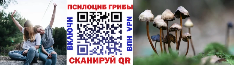 Псилоцибиновые грибы Psilocybe Нерехта